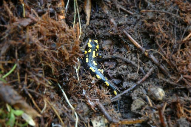 IMG_2029.JPG - Ein von Markus festgehaltener Feuersalamander. Die Fauna und Flora ist auf dem Reitplatzparcours vielseitig.