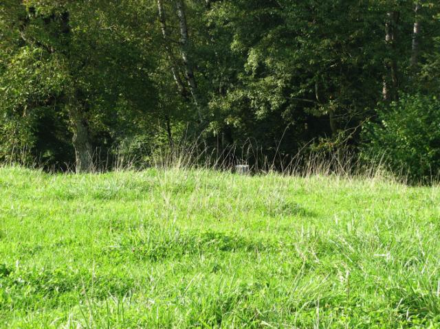 IMG_0055.JPG - Korb leicht in Bildmitte sichtbar