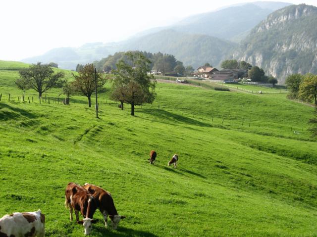 IMG_0058.JPG - Korb steht im Schatten in Bildmitte, 20m nach dem Korb und links vom Zaun = OB