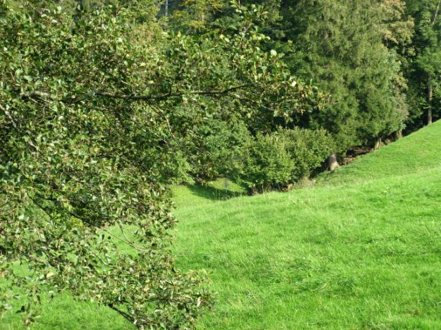 IMG_0061.JPG - Korb steht im Schatten, Bildmitte